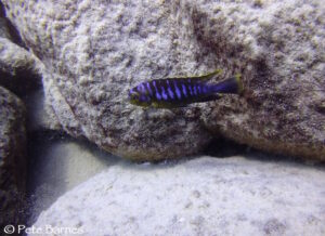 Tropheops sp. 'membe' Arten